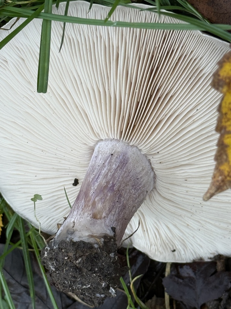 Collybia personata · December 2025 · photo: © cjoynson (iNaturalist, cc0)
