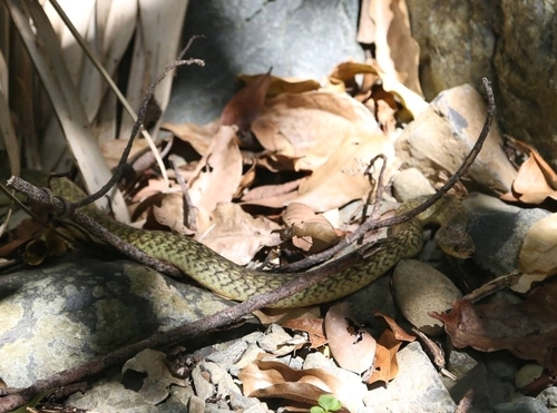Common keelback sighting