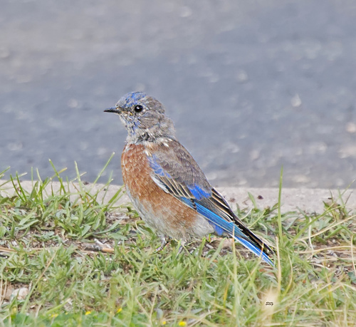 Western Bluebird photographed in Utah