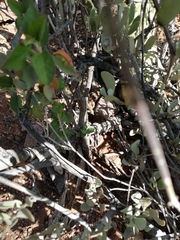 Croton sonorae
