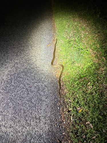 Coastal Carpet Python sighting