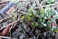 Coprosma propinqua