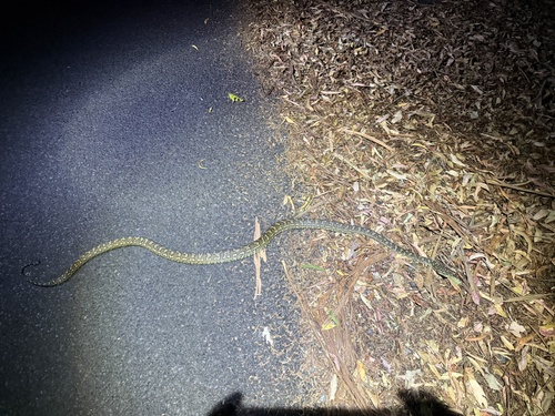 Coastal Carpet Python sighting