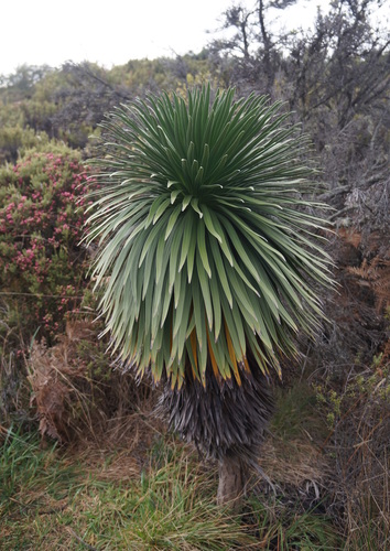 Image of Greensword (Argyroxiphium grayanum) by no rights reserved