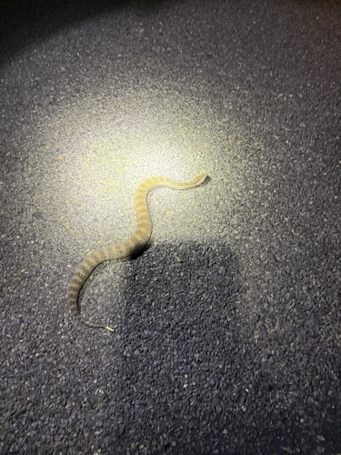 Southern Death Adder sighting