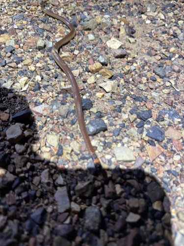 Red-naped Snake sighting
