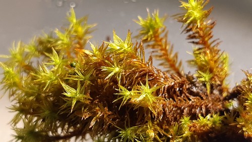 Pulvigera