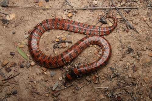 Eastern Shovel-nosed Snake sighting