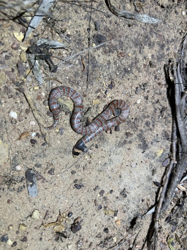 Eastern Shovel-nosed Snake sighting