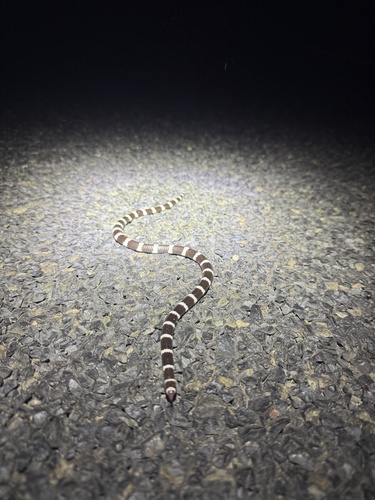 Eastern Bandy Bandy sighting