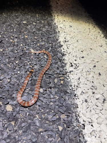 Eastern Shovel-nosed Snake sighting