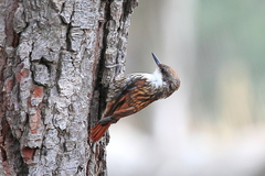 Pygarrhichas albogularis