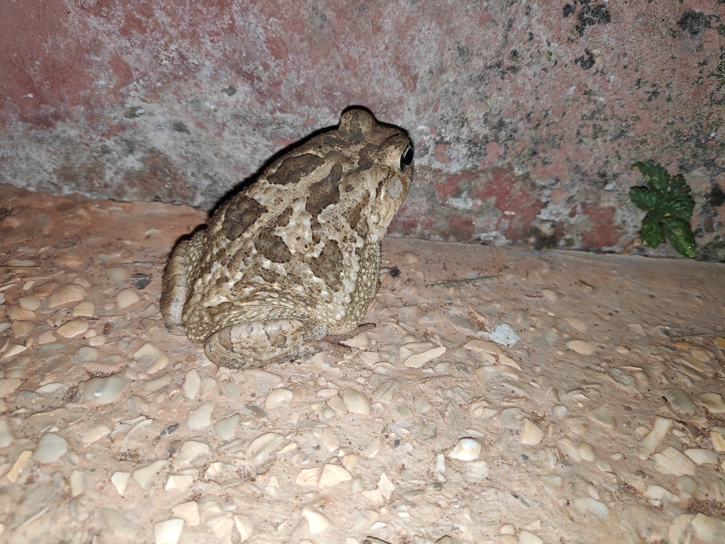 Subdesert Toad (Sclerophrys xeros)