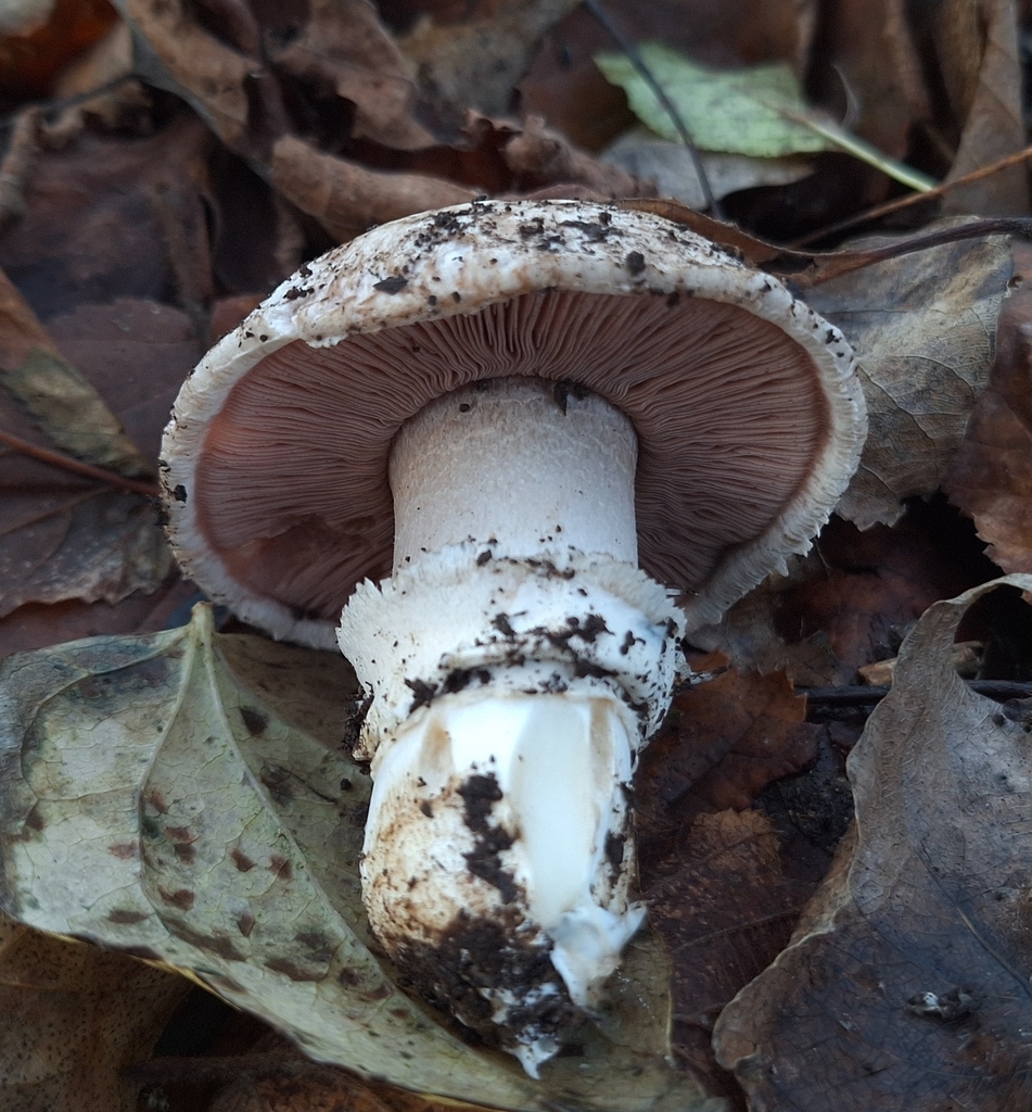 Agaricus bitorquis · December 2025 · photo: © yellowplant (iNaturalist, cc-by)