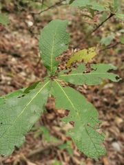 Quercus rysophylla