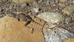 Pseudotrapelus jensvindumi