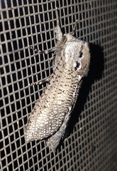 Endoxyla amphiplecta