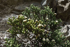 Helichrysum intermedium
