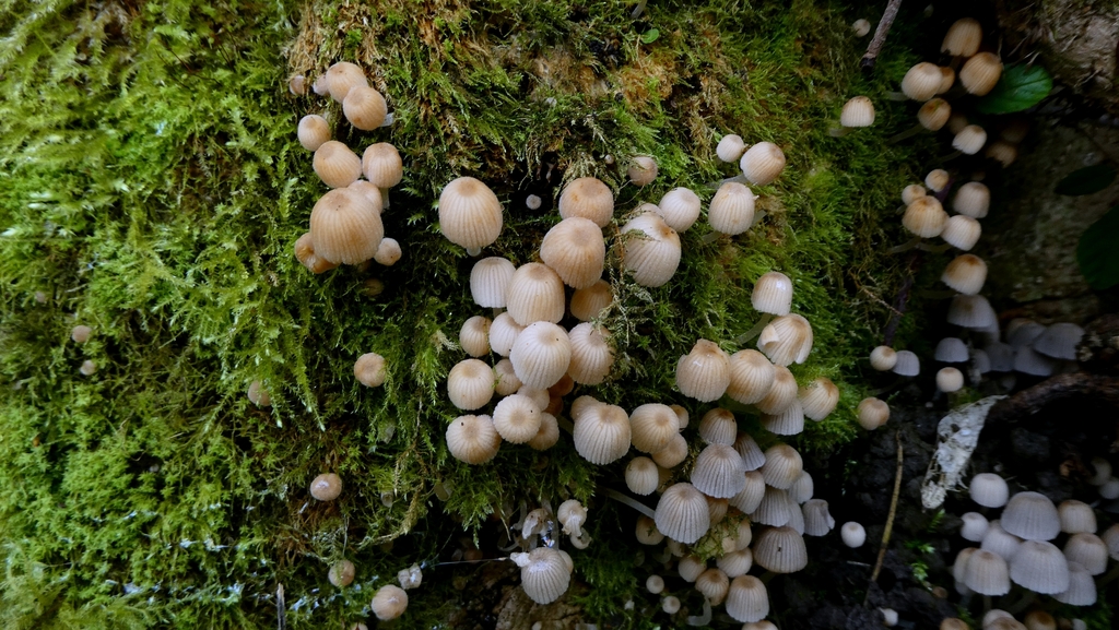 Coprinellus disseminatus · December 2025 · photo: © patricklm35 (iNaturalist, cc0)
