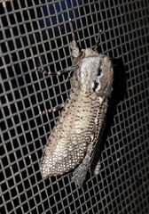 Endoxyla amphiplecta