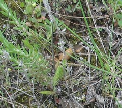 Petrosedum forsterianum