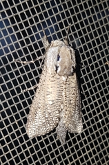 Endoxyla amphiplecta