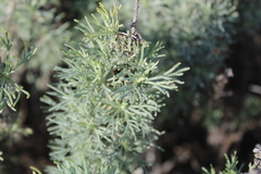Artemisia pycnocephala