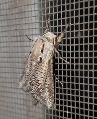 Endoxyla amphiplecta