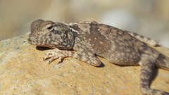 Pseudotrapelus jensvindumi