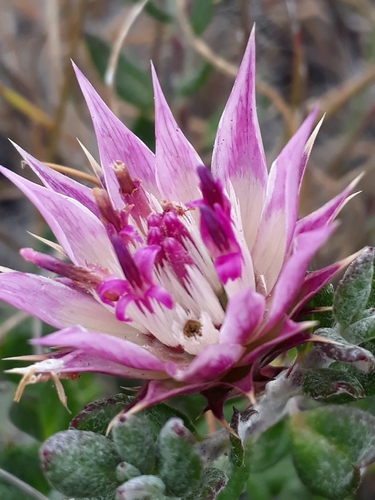 Spiny Dollprotea (Macledium spinosum)
