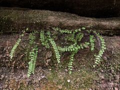 Asplenium trichomanes trichomanes