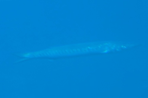 Sphyraena viridensis