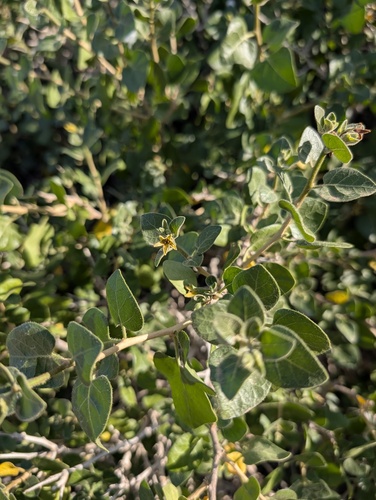 Withania frutescens, photograph 6