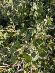Withania frutescens, photograph author not stated, no rights reserved