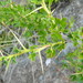 Ribes velutinum gooddingii - Photo (c) mhays, algunos derechos reservados (CC BY-NC), subido por mhays