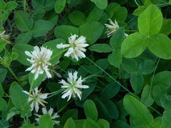 Trifolium latifolium