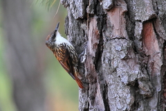 Pygarrhichas albogularis