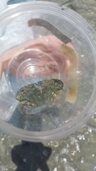 Charybdis japonica