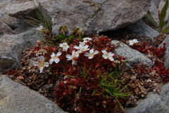Epilobium tasmanicum