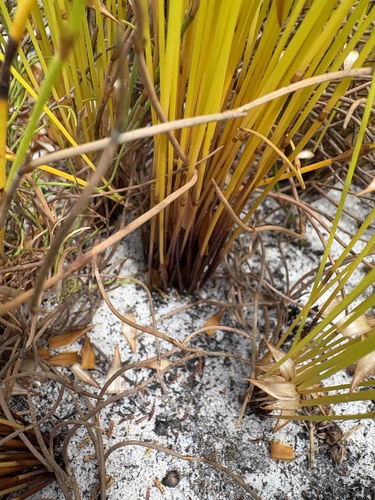 Elegia filacea, photograph 1