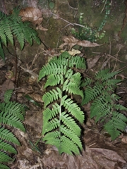 Athyriaceae