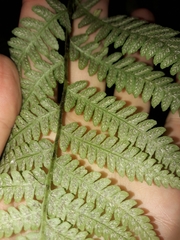 Athyriaceae