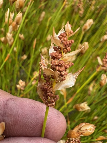 Elegia filacea, photograph 3