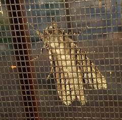 Endoxyla amphiplecta