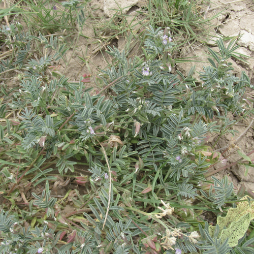 Astragalus emoryanus var. terlinguensis