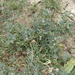 Astragalus emoryanus terlinguensis - Photo (c) Chuck Sexton, μερικά δικαιώματα διατηρούνται (CC BY-NC), uploaded by Chuck Sexton