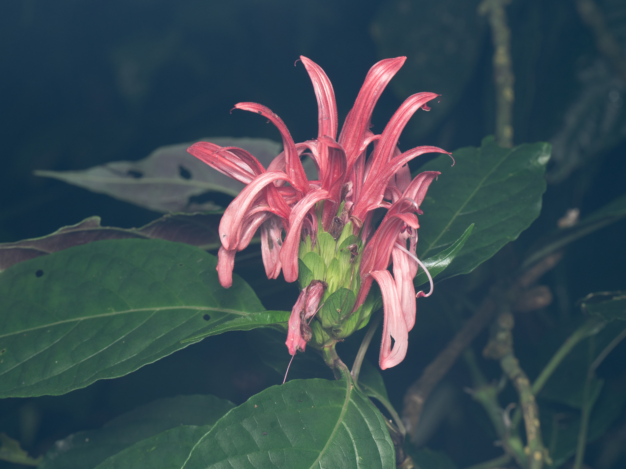 Justicia carnea