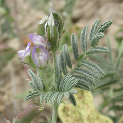 Astragalus emoryanus terlinguensis