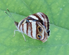 Dynamine postverta mexicana