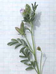 Astragalus emoryanus terlinguensis